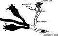 Flatworm flame cell. Structure of element of excretory system with title. Protonephridia of planaria